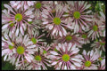 013050 Pink Spoon petaled Chrysanthemums A4 Photo Print