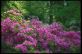 013051 Deep Pink Azalea A4 Photo Print