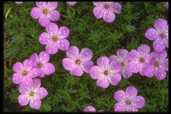 013052 Pink Phlox A4 Photo Print