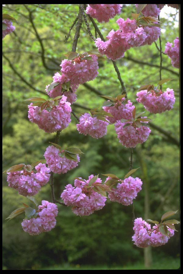 013053 Double flowering Cherry Blossoms A4 Photo Print