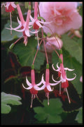 013054 White Fuchsias With Crimson Centers A4 Photo Print