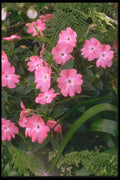 013055 Pink Lobed Flowers A4 Photo Print