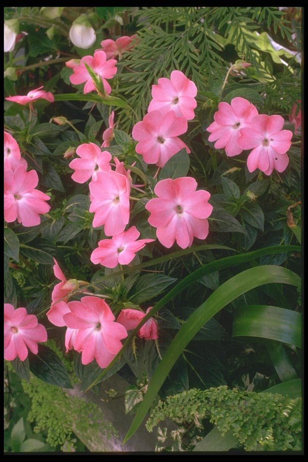 013055 Pink Lobed Flowers A4 Photo Print