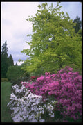 013056 Pink And White Park Azaleas A4 Photo Print