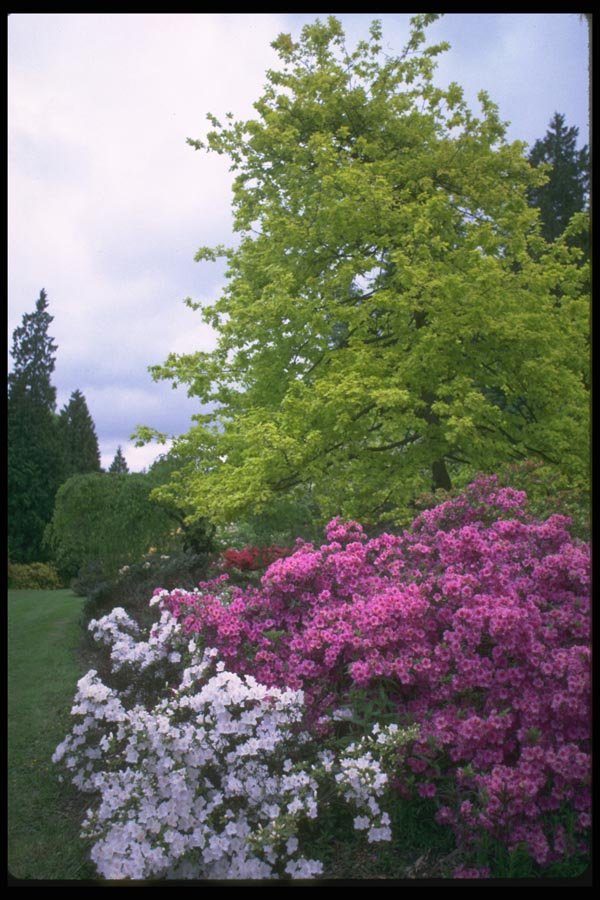013056 Pink And White Park Azaleas A4 Photo Print