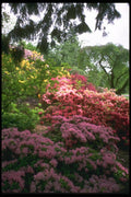 013057 Blooming Shrubs In Park A4 Photo Print