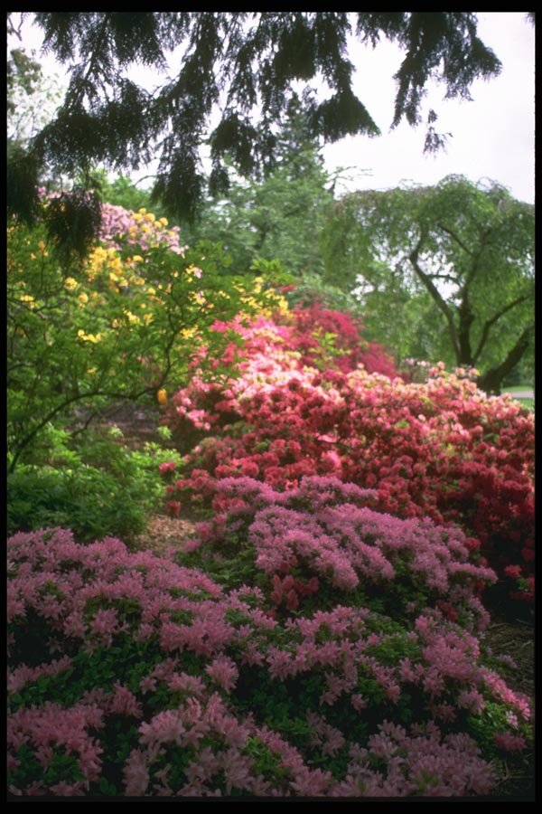 013057 Blooming Shrubs In Park A4 Photo Print