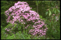 013058 Blossom covered Pink Shrub A4 Photo Print
