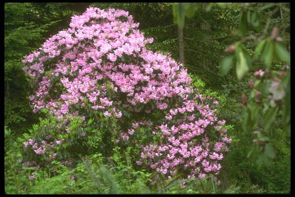 013058 Blossom covered Pink Shrub A4 Photo Print