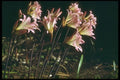 013059 Pink And Yellow Lilies In Morning A4 Photo Print