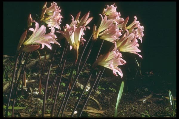 013059 Pink And Yellow Lilies In Morning A4 Photo Print