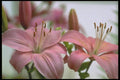 013060 Two Hybrid Pink Lilies A4 Photo Print