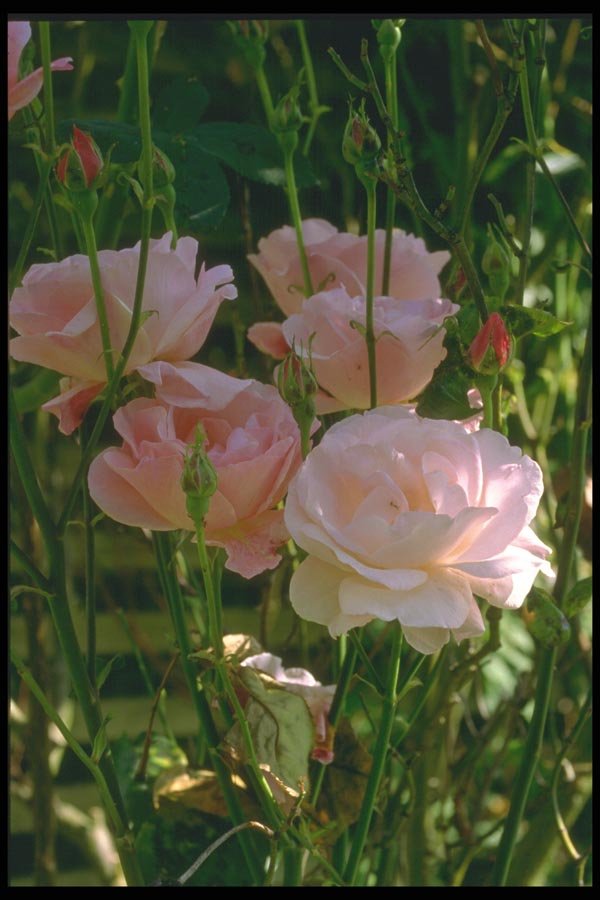 013061 Pale Pink Roses A4 Photo Print