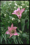 013062 Pink Lily Tulips A4 Photo Print