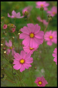 013063 Crimson Cosmos A4 Photo Print