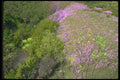 013064 Pink And Green Carpet A4 Photo Print