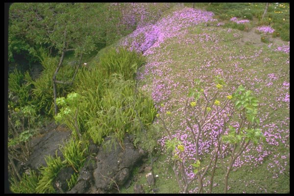 013064 Pink And Green Carpet A4 Photo Print