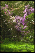 013065 White And Pink Flowering Shrubs A4 Photo Print
