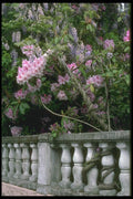 013066 Rhododendron Over Stone Ballustrade A4 Photo Print