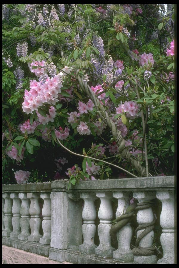 013066 Rhododendron Over Stone Ballustrade A4 Photo Print