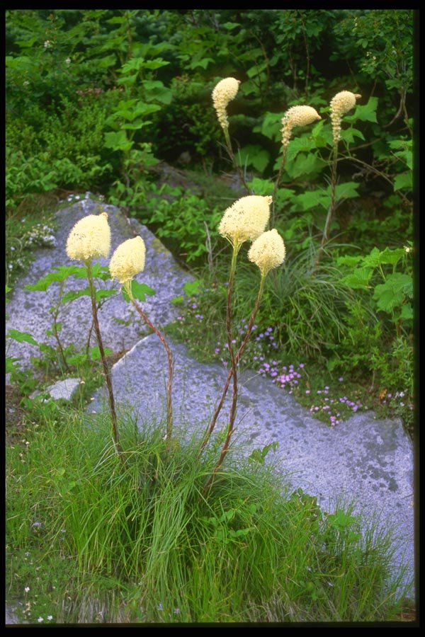 013067 White Blooming Bear Grass A4 Photo Print