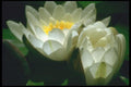 013068 White Water Lilies A4 Photo Print