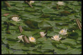 013069 Lilies On Pads A4 Photo Print