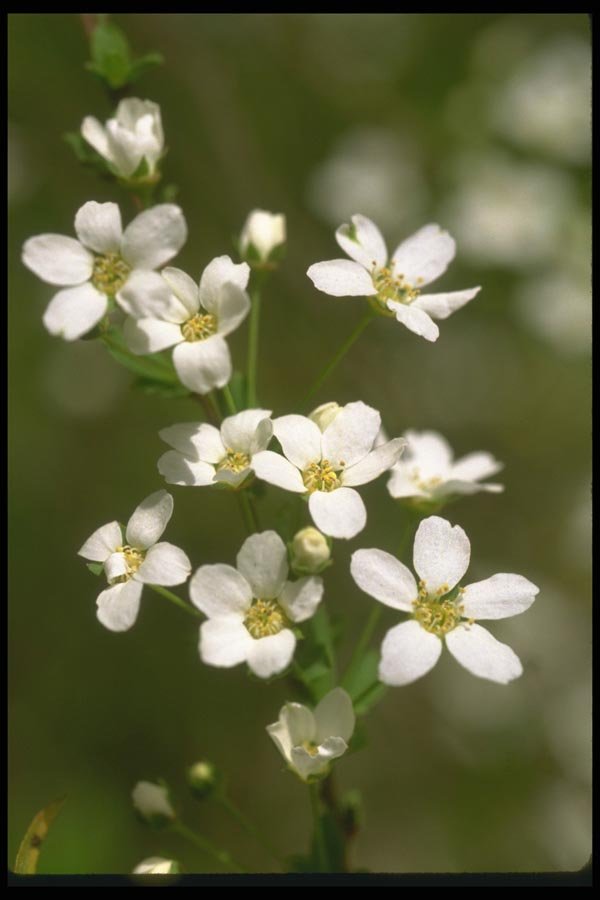 013070 White Apple Blossoms A4 Photo Print