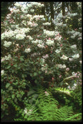013071 White Rhododendron Bush A4 Photo Print