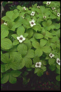 013072 Wild Bunchberry A4 Photo Print