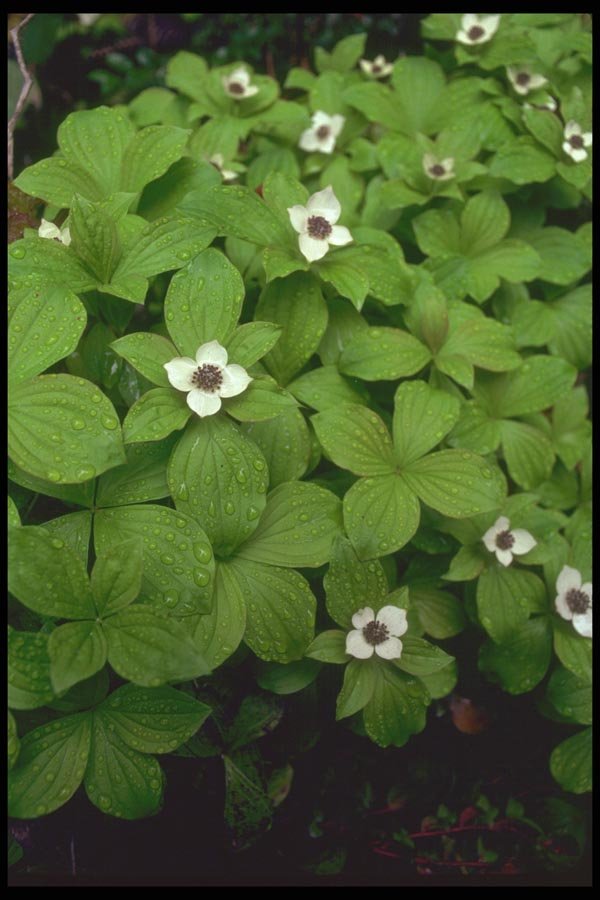 013072 Wild Bunchberry A4 Photo Print