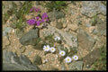 013073 White And Purple Flowers In Rock Garden A4 Photo Print