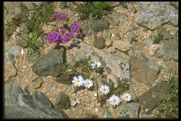 013073 White And Purple Flowers In Rock Garden A4 Photo Print
