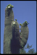 013074 White Blooms On Saguaro Cactus A4 Photo Print