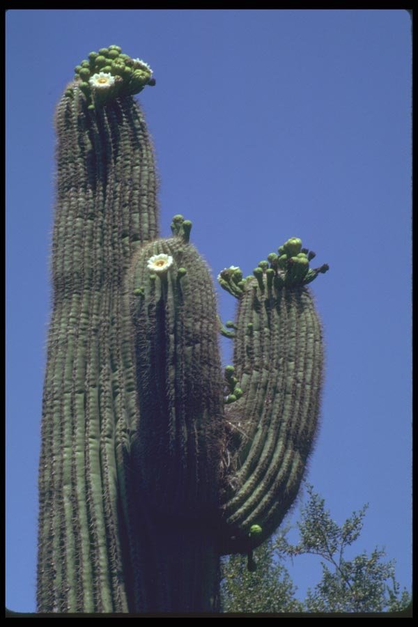 013074 White Blooms On Saguaro Cactus A4 Photo Print