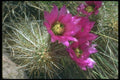013075 Crimson Blooms On Cactus A4 Photo Print