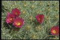 013076 Red Blooms On Cactus A4 Photo Print