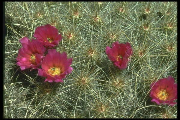 013076 Red Blooms On Cactus A4 Photo Print