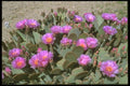 013077 Pink Blooms On Beavertail Cactus A4 Photo Print