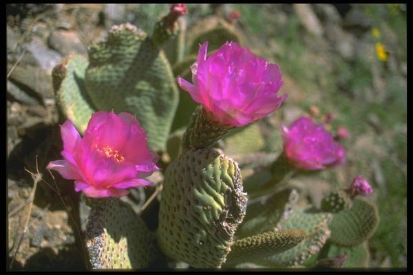 013078 Deep Pink Cactus Flowers A4 Photo Print