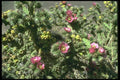 013079 Small Pink Flowers On Cactus Plant A4 Photo Print