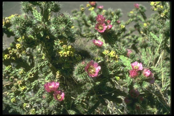 013079 Small Pink Flowers On Cactus Plant A4 Photo Print