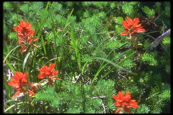 013080 Red Indian Paintbrush A4 Photo Print