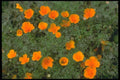 013081 Orange California Poppies Overhead A4 Photo Print