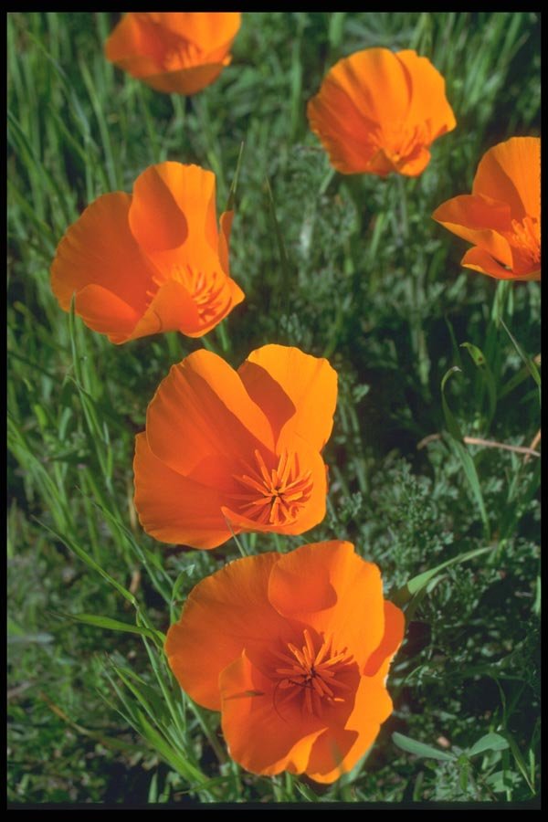 013082 California Poppies Close Up  A4 Photo Print
