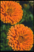 013083 Orange Chrysanthemums A4 Photo Print