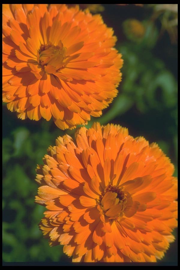 013083 Orange Chrysanthemums A4 Photo Print