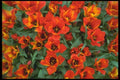 013084 Red Dwarf Tulips A4 Photo Print