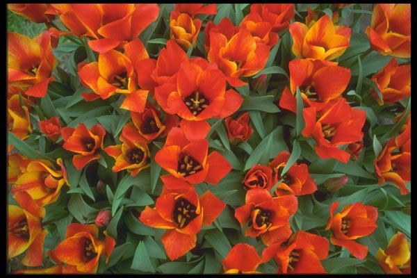 013084 Red Dwarf Tulips A4 Photo Print