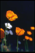 013085 Orange Iceland Poppies A4 Photo Print